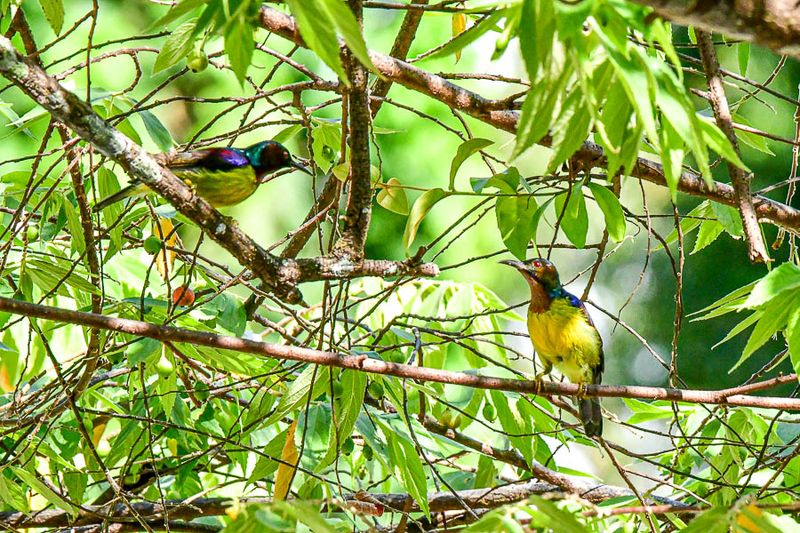 08 25 Two Brown-throated sunbird males 4051