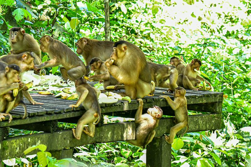 Sepilok Orangutan Rehabilitation Centre 