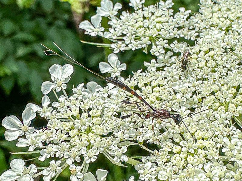 2024 06 04 Gasteruptiidae wasp, female i5736