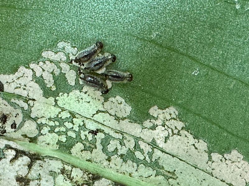 2024 05 31 Six-spotted neolema larvae i5668