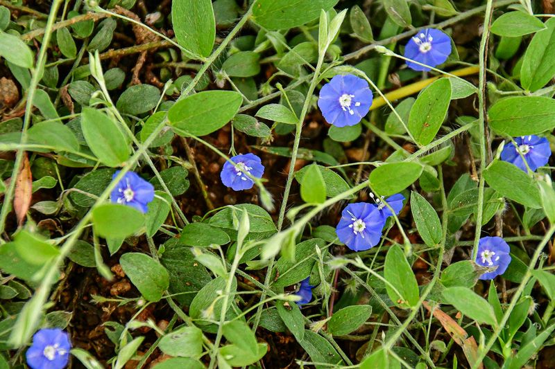 Road-side morning glories India-2-1938