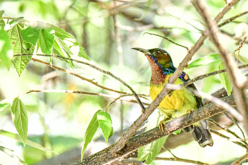 08 25 Brown-throated sunbird male 4069