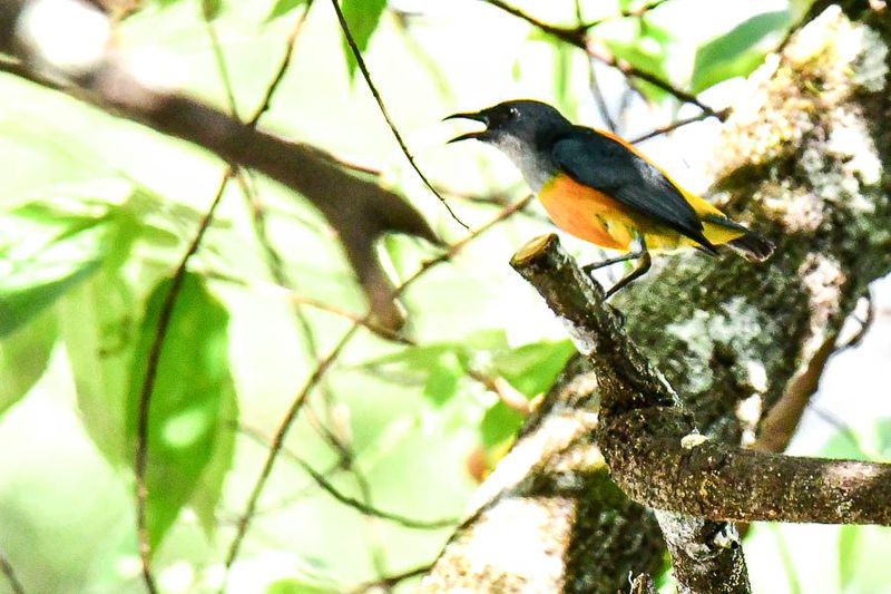 08 25 Orange-bellied Flowerpecker 4070
