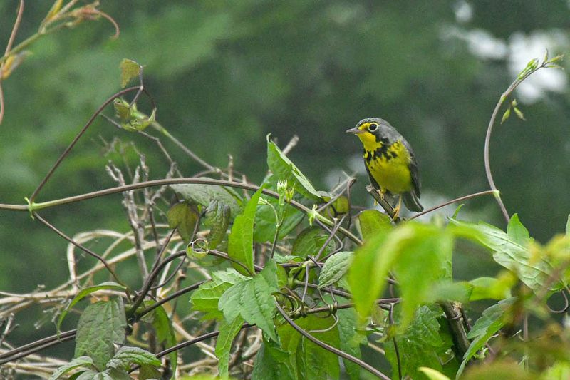 2024 06 06 Canada warbler 0297