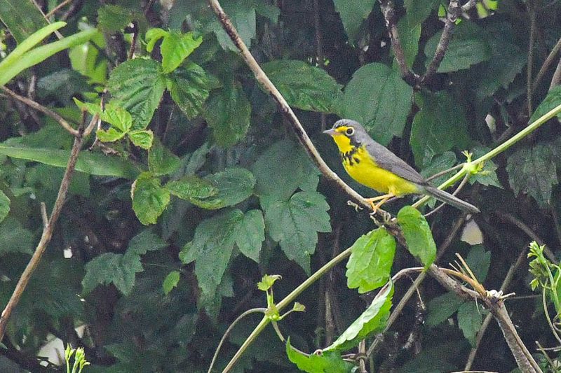 2024 06 06 Canada warbler 0308