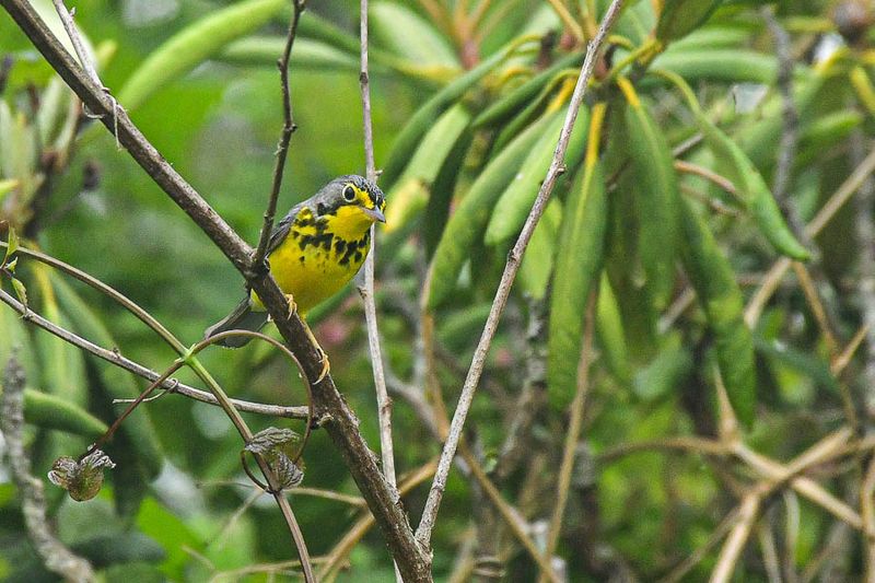 2024 06 06 Canada warbler 0314