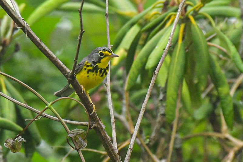 2024 06 06 Canada warbler 0316