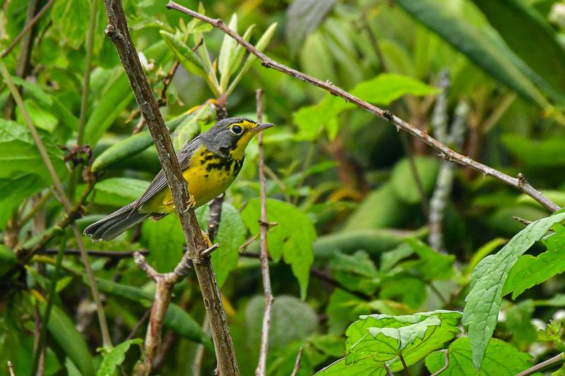 2024 06 06 Canada warbler 0322