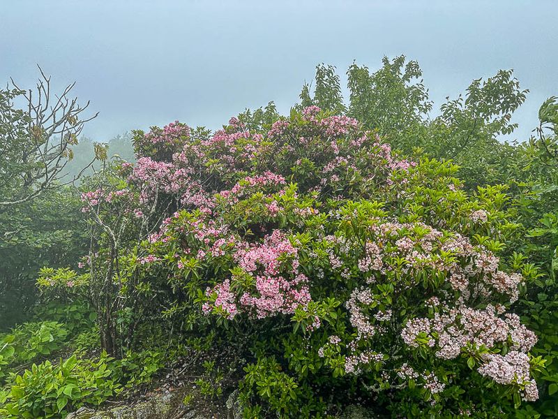2024 06 06 Kalmia in the clouds i5805