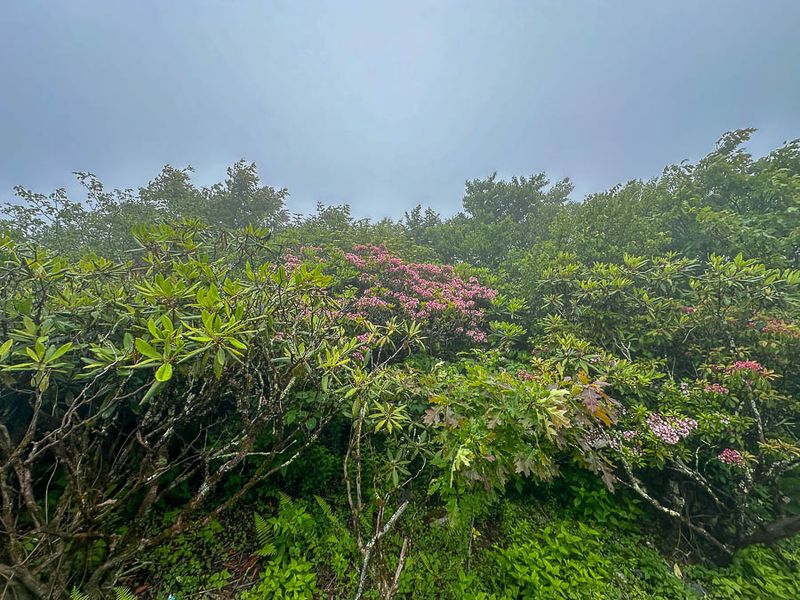 2024 06 06 Cloud garden i5807