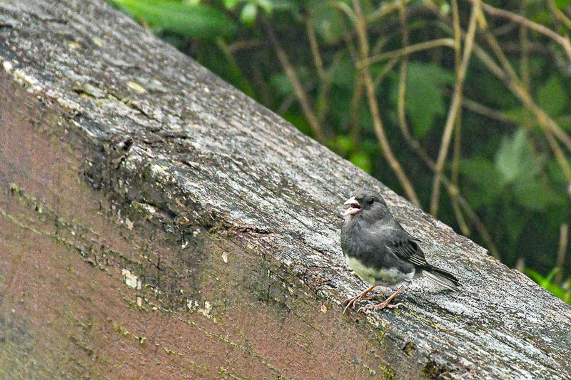2024 06 06 Junco in June 0300