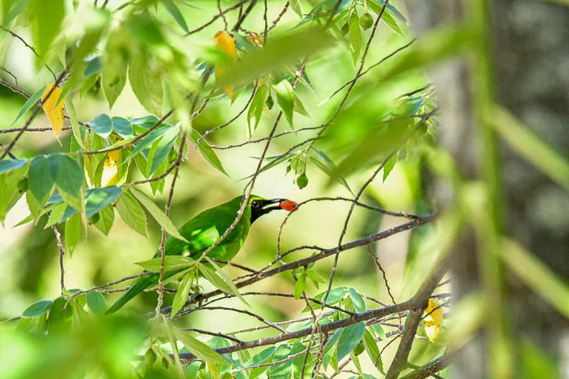 08 25 Lesser Green Leafbird male 4081