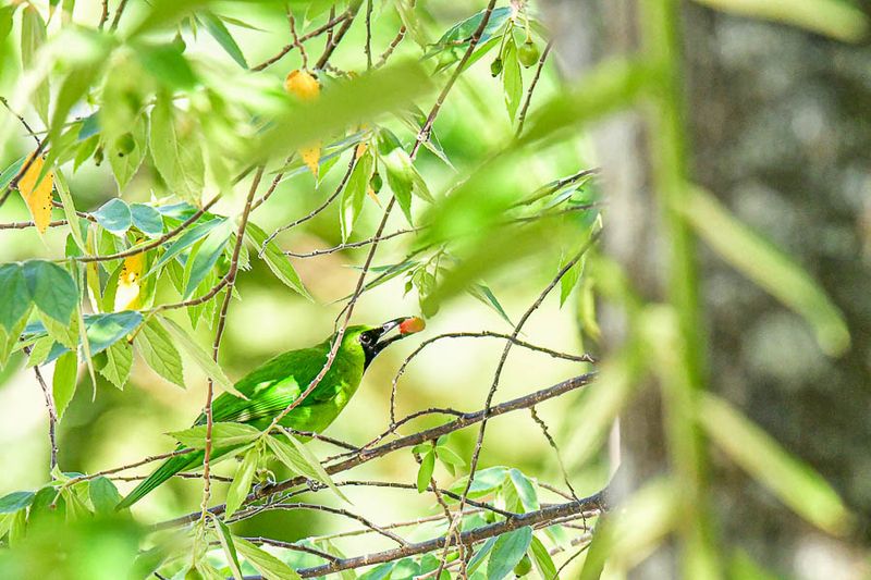 08 25 Lesser Green Leafbird male 4084