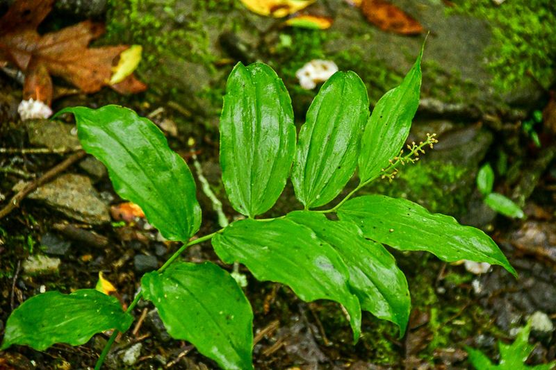 2024 06 06 False solomon's seal 0348