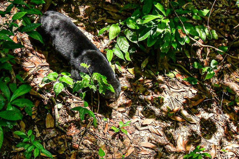 08 24 Sunbear 3964