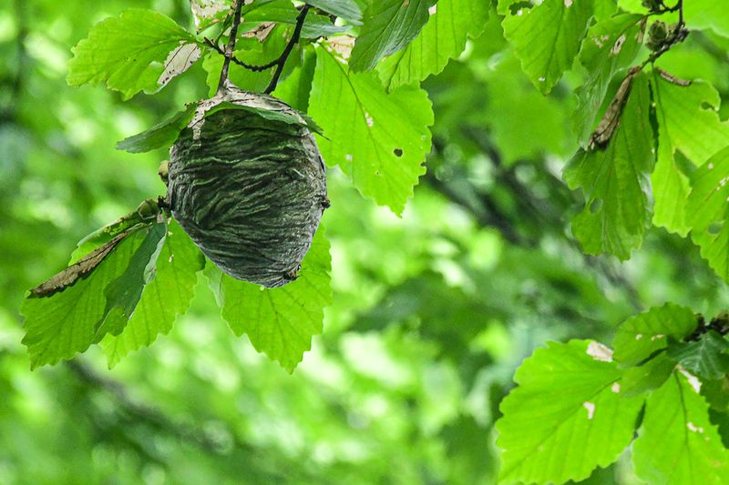 06 30 Aerial yellow jacket nest 5911