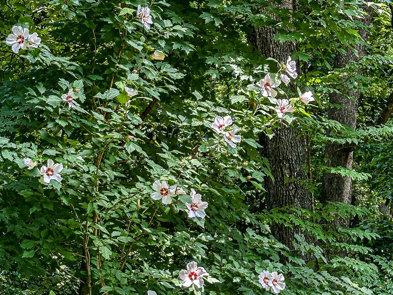 2024 06 13 Rose of Sharon i6004