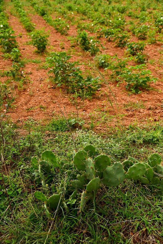 Opuntia cactus and a poor cotton stand India-2-1949