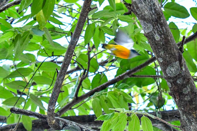 08 25 Orange-bellied Flowerpecker takes flight 4099