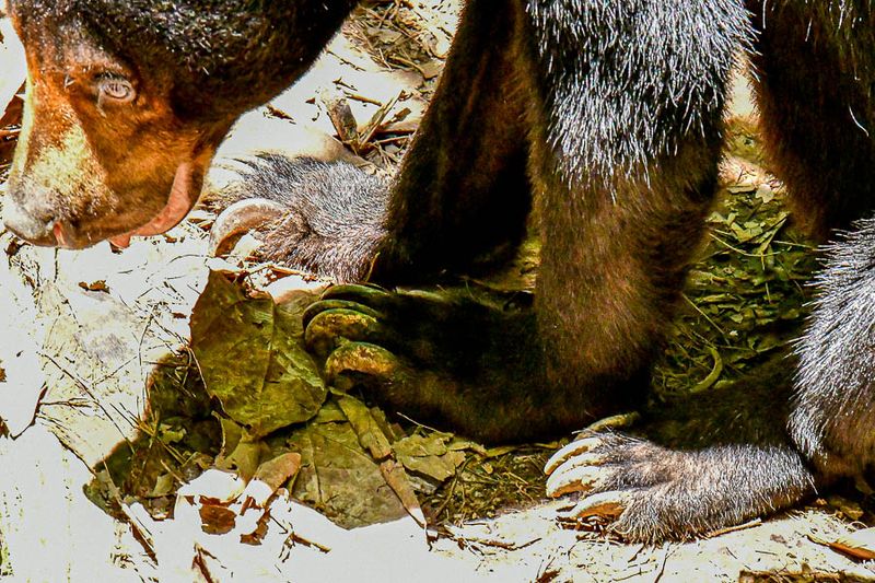 08 24 Bornean sun bear 3984