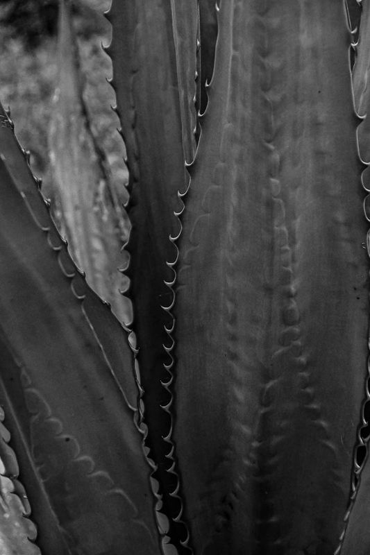 Agave India-2-1954-2bw