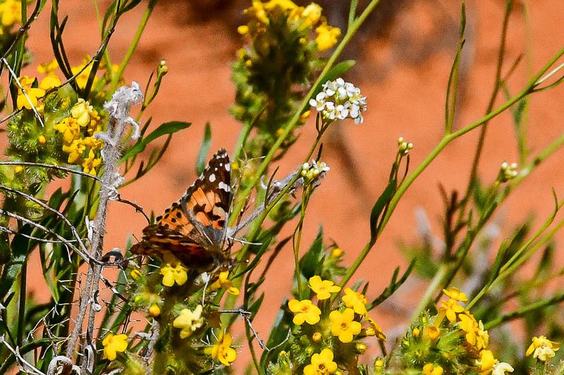 Painted lady butterfly - Utah19-2-1075