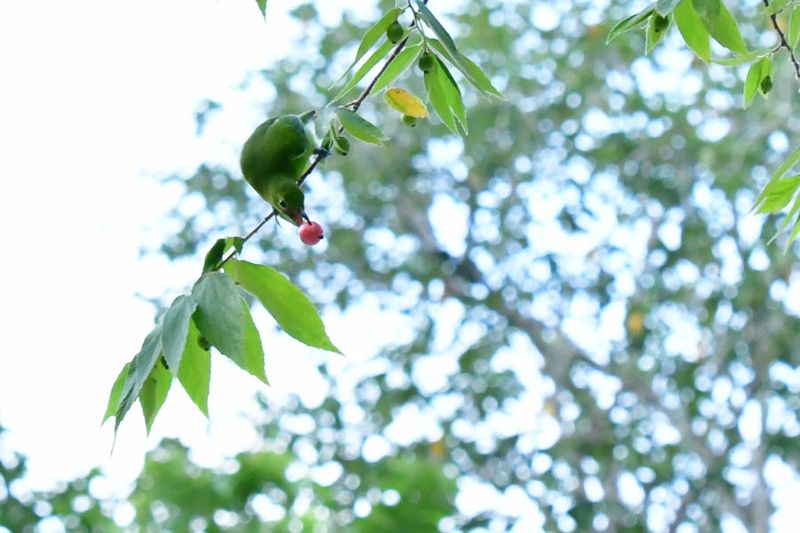 08 25 Greater Green Leafbird female 4103