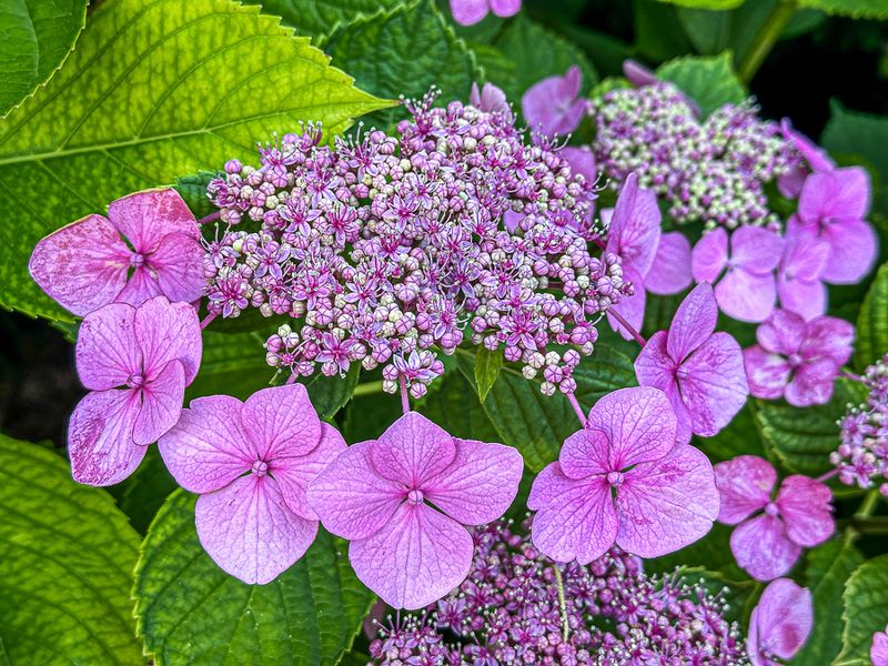 Lacecap hydrangea i6111
