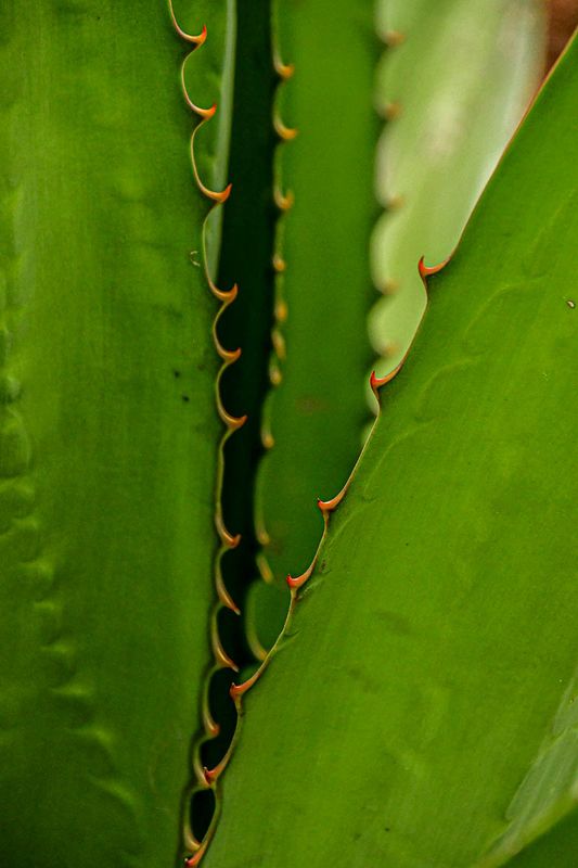 Agave India-2-1956