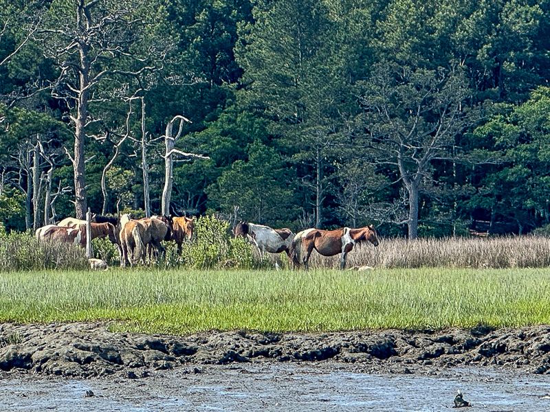 2024 06 16 Ponies on Assateague Island, VA i6056