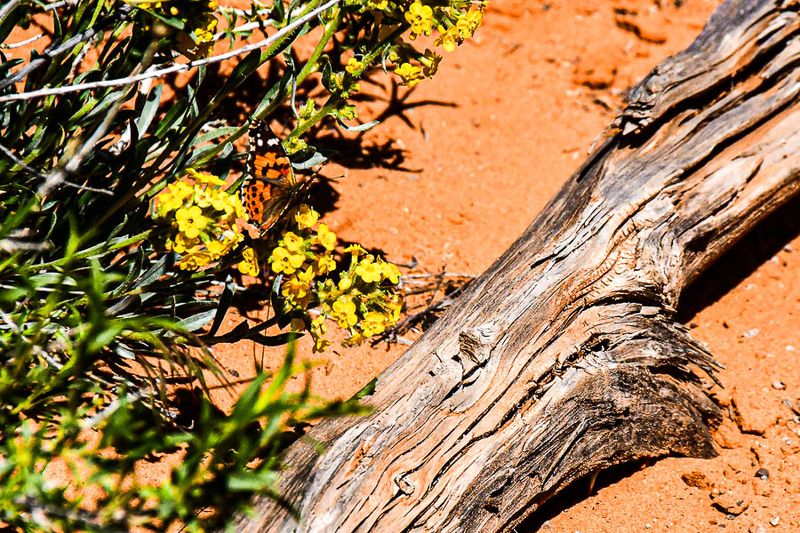 Painted lady butterfly - Utah19-2-1082