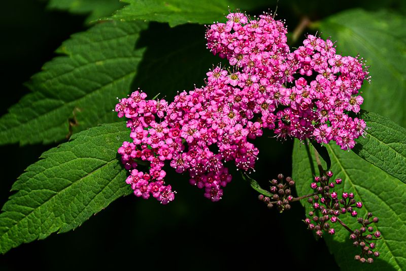 2022 06 30 Probably Japanese spiraea 5961-2