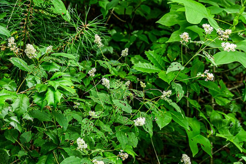 2022 06 30 Trailside mix 5974