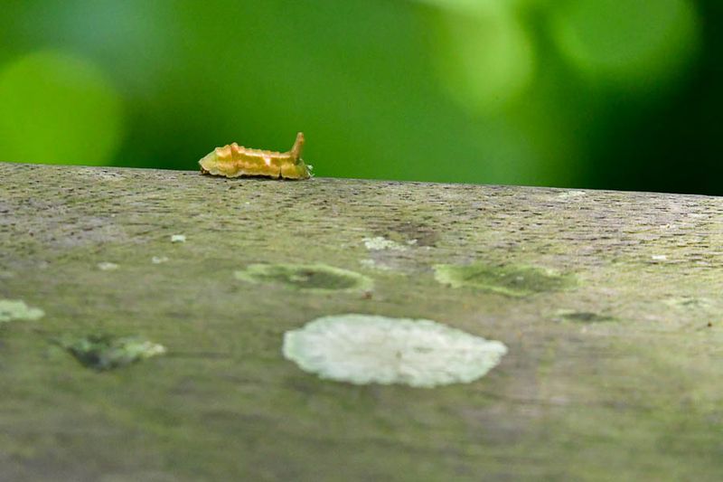 08 24 Unknown Caterpillar 4007
