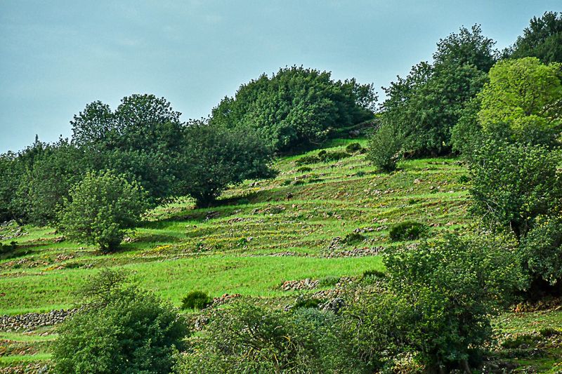 Old olive orchard Moroc-3630