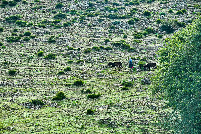 Woman and donkeys Moroc-3634