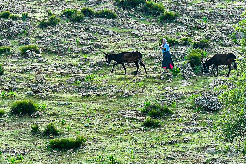 Woman and donkeys Moroc-3634-2