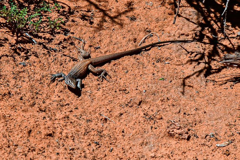 Desert lizard Utah19-2-1095