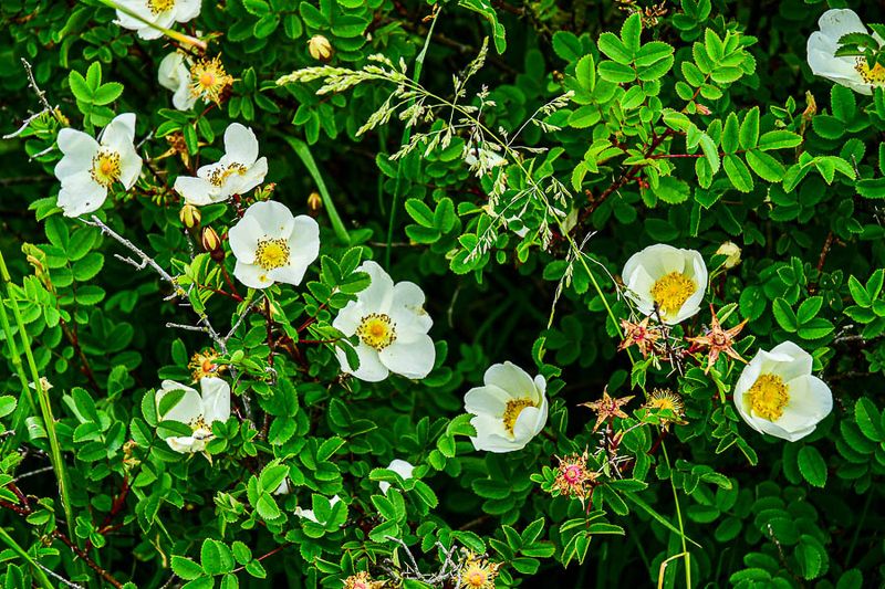06 13 Wild roses 5111