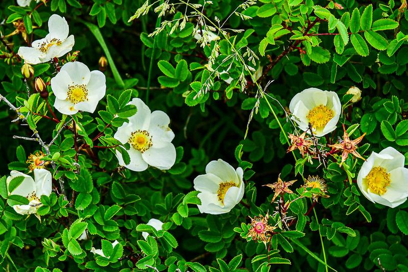 06 13 Wild roses 5111-2