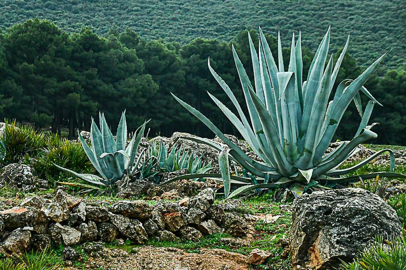 Roadside agave Moroc-3637