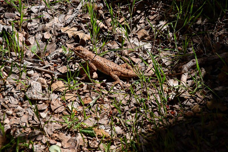 Wary lizard Utah19-2-1096