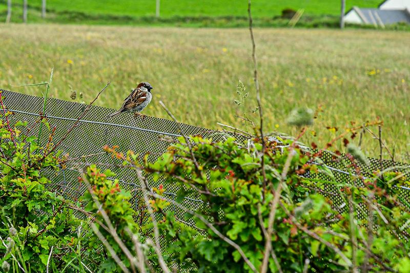 06 13 Sparrow 5114