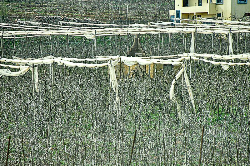 What crop? Moroc-3641