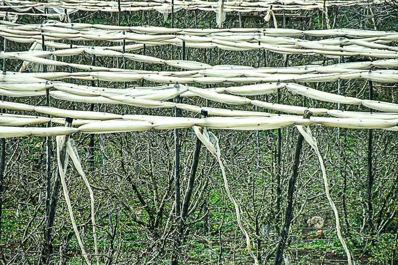 What crop? Moroc-3644