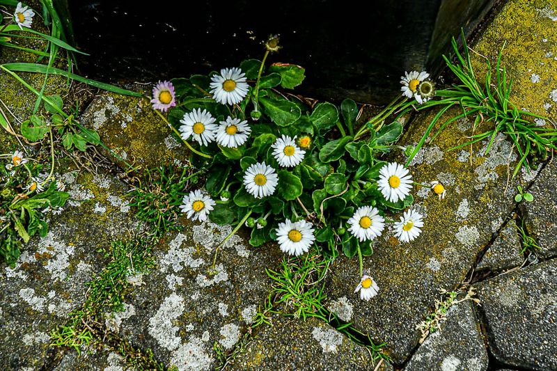 06 13 Some call them weeds 5117