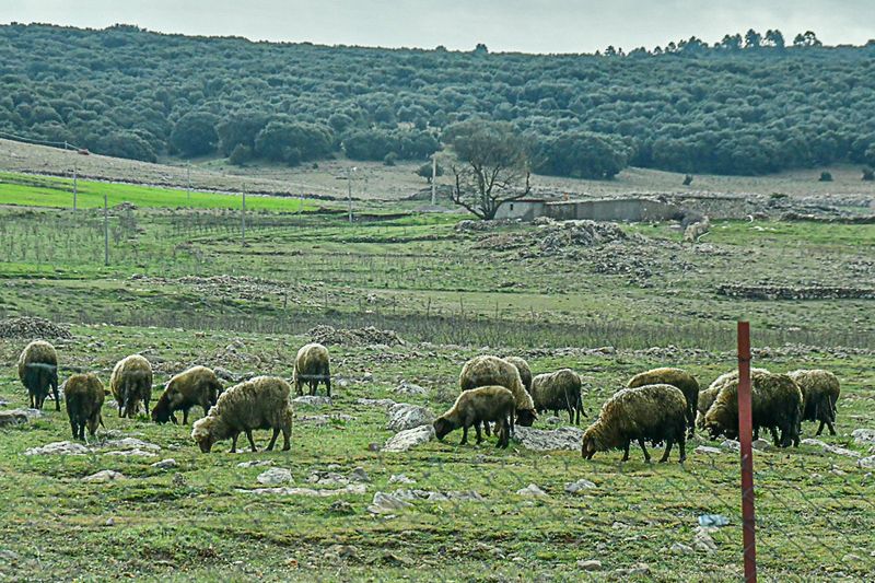Sheep grazing Moroc-3645
