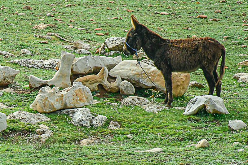 Donkey hanging out Moroc-3647