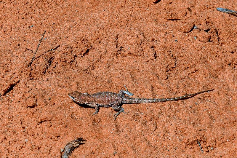 Another lizard Utah19-2-1101