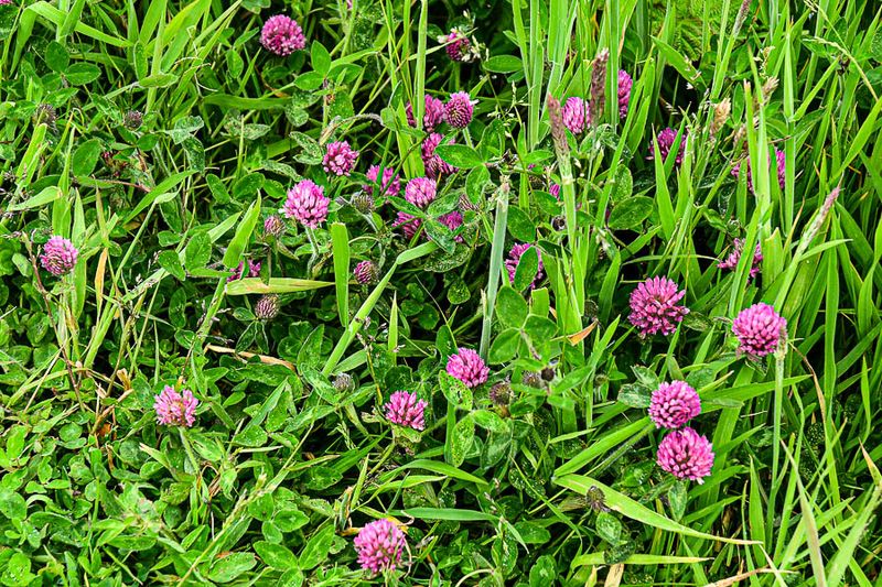 06 13 Clover 5119